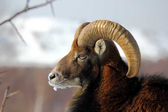 Wochenhoroskop Steinbock kostenlos | Horoskop Steinbock diese Woche Wochenhoroskop Steinbock kostenlos | Horoskop Steinbock diese Woche