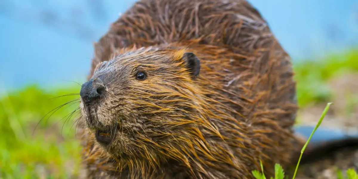 Native American Zodiac Sign Beaver: Characteristics