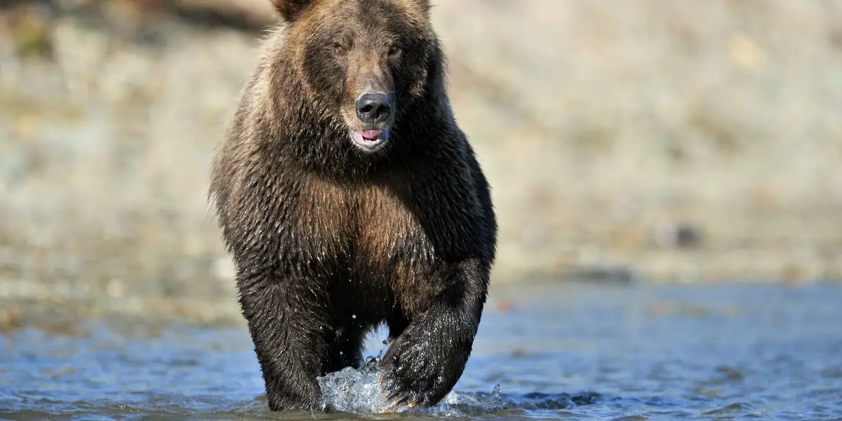 Native American Zodiac Sign Brown Bear: Characteristics