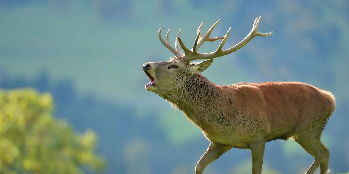 Native American Zodiac Sign Deer: Characteristics Native American Zodiac Sign Deer: Characteristics