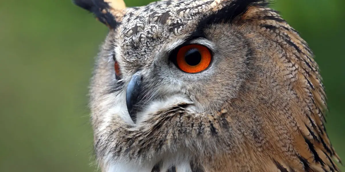 Native American Zodiac Sign Owl: Characteristics