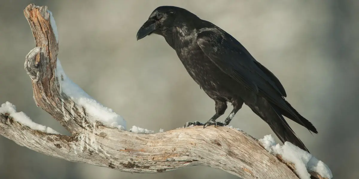 Native American Zodiac Sign Raven: Characteristics