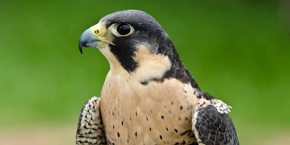 Native American Zodiac Sign Red-tailed Hawk: Characteristics