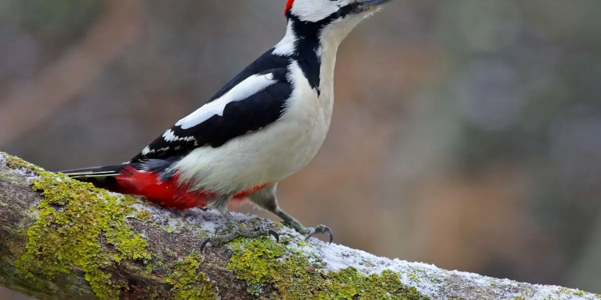 Native American Zodiac Sign Woodpecker: Characteristics