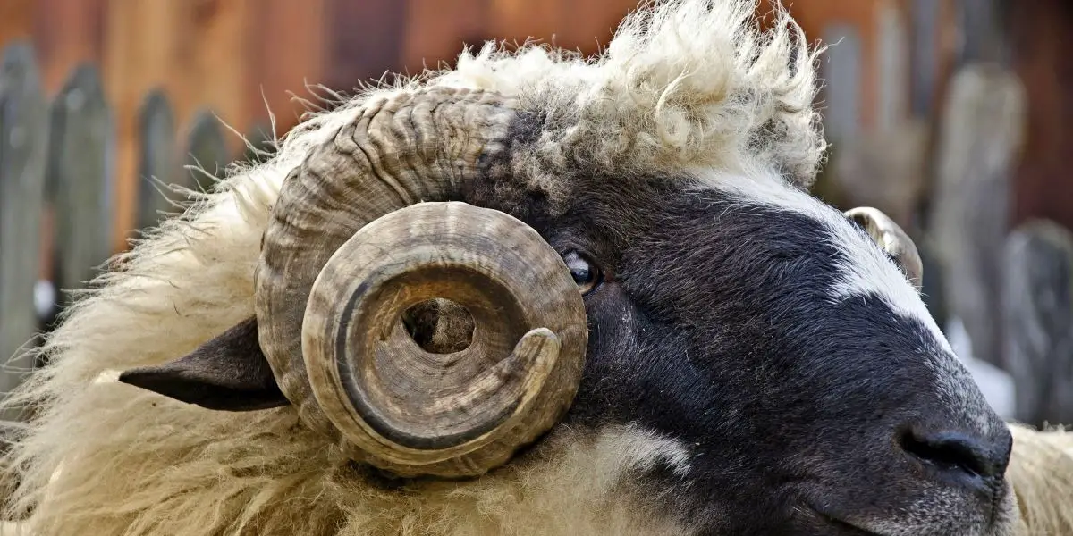 Aries Horoscope for free Aries Horoscope for free