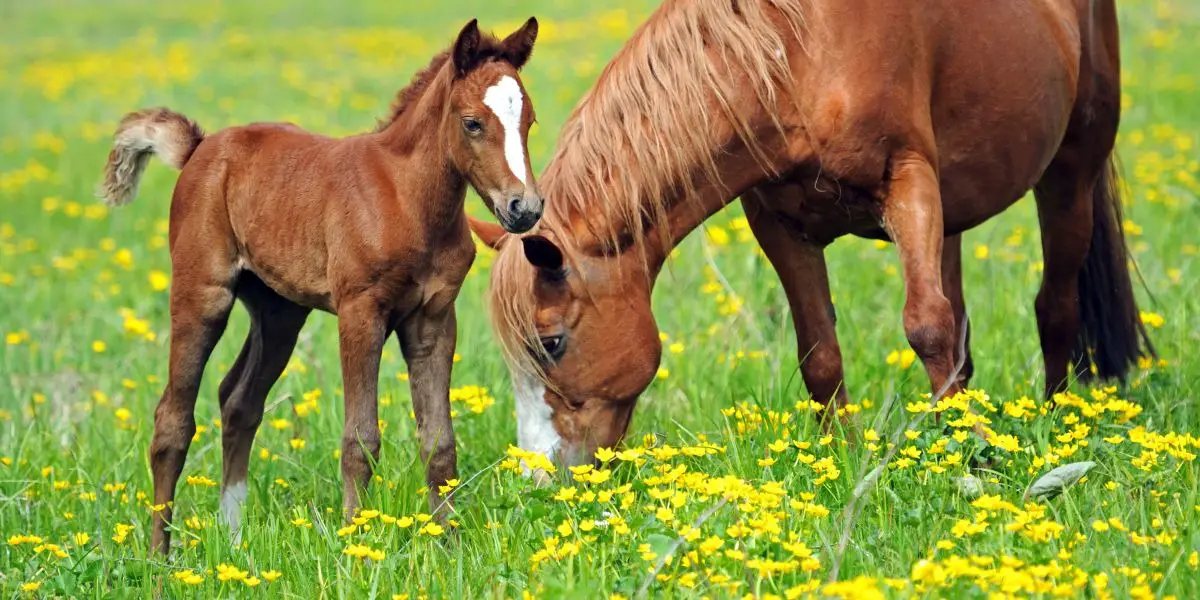 Daily Chinese Horoscope for Horse | Free chinese Horoscope for Today