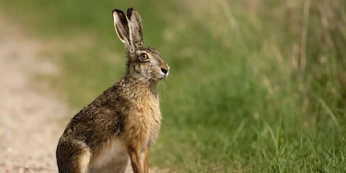 Chinese Rabbit Horoscope for Tomorrow