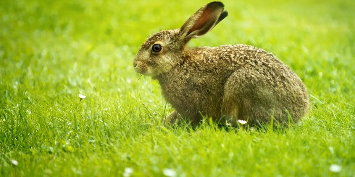 Chinese Rabbit Horoscope 2019 | Free chinese Yearly Horoscope Rabbit 2019