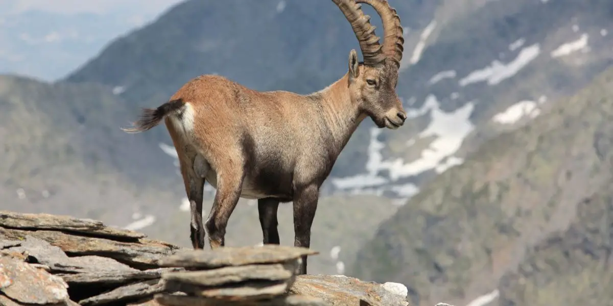 Tomorrow's Horoscope for Capricorn | Free Capricorn Horoscope Tomorrow's Horoscope for Capricorn | Free Capricorn Horoscope