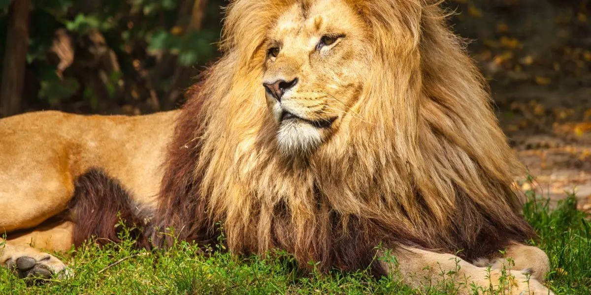 Leo Horoscope for free Leo Horoscope for free