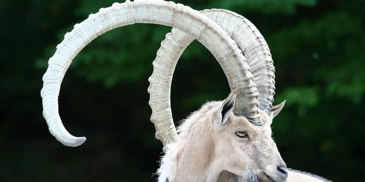 Capricorn Monthly Horoscope Free Horoscope for Next Month