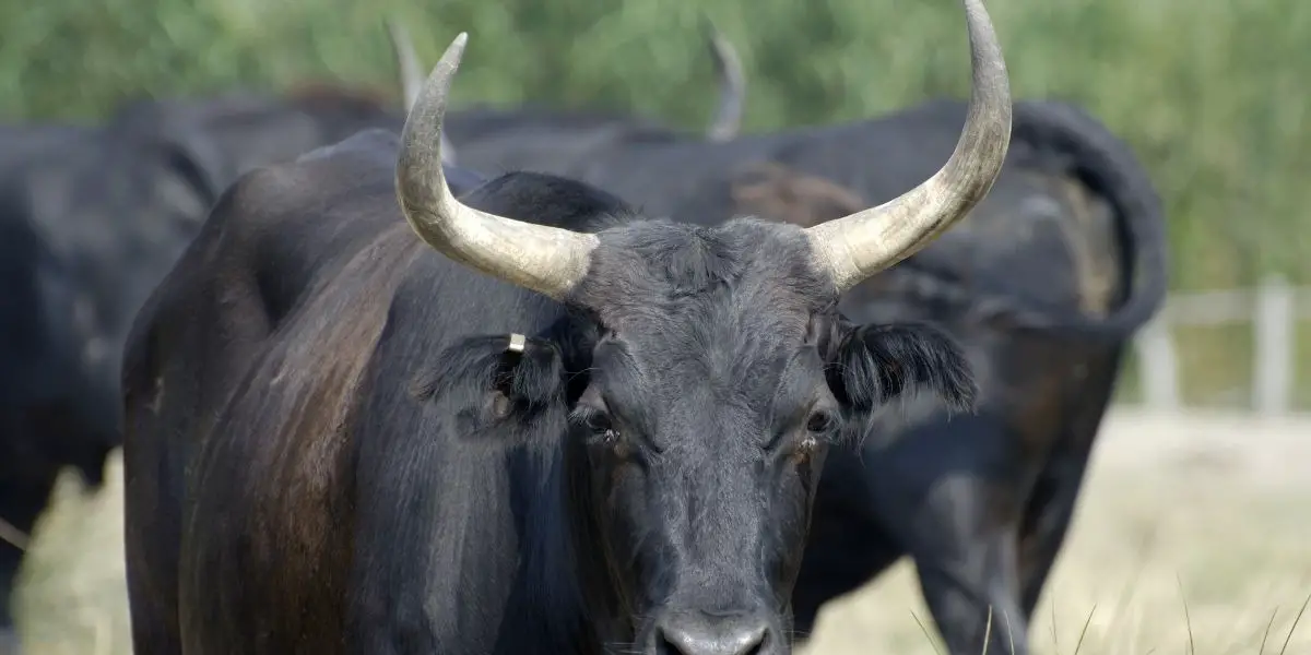 Taurus Monthly Horoscope Free Horoscope for Next Month