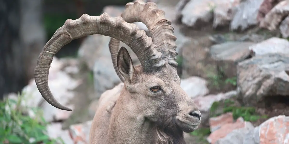 Capricorn Monthly Horoscope Free Horoscope this Month