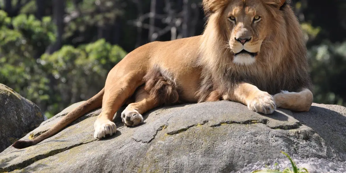 Leo Monthly Horoscope | Free Horoscope this Month Leo Monthly Horoscope | Free Horoscope this Month