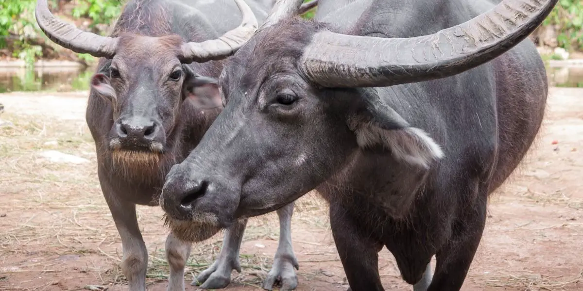 Taurus Monthly Horoscope Free Horoscope this Month