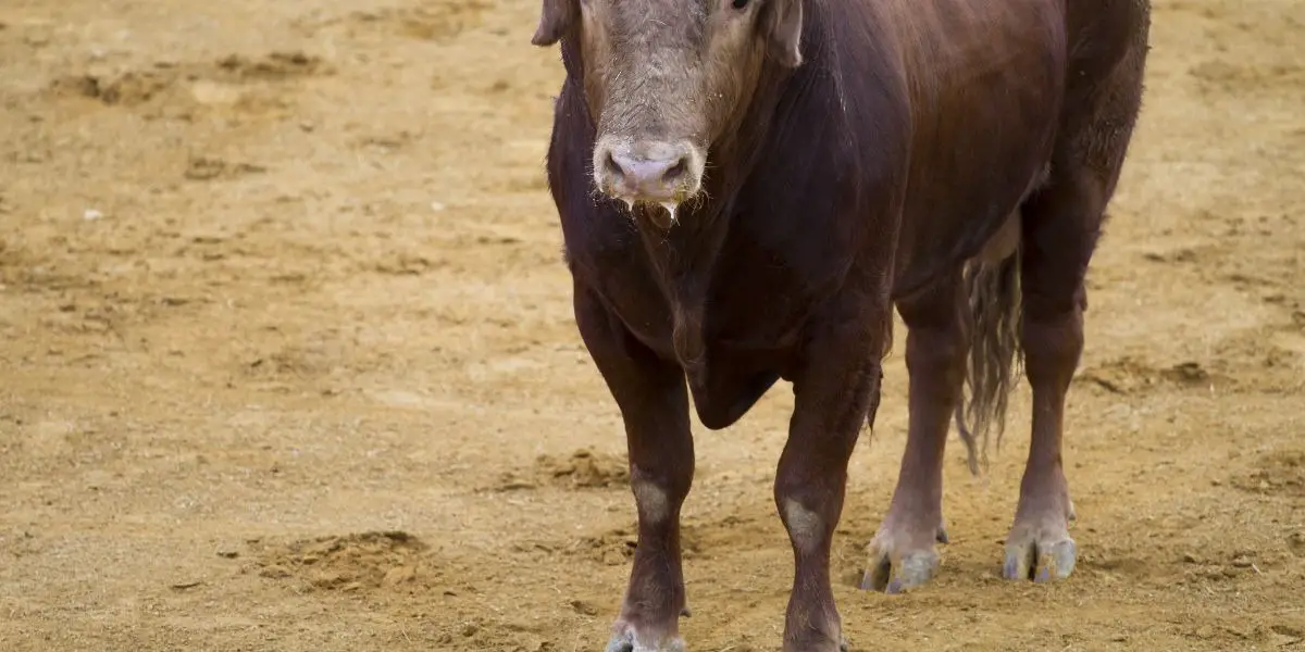 Taurus Horoscope for free