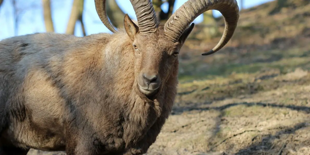 Capricorn Weekly Horoscope Free Horoscope for Next Week