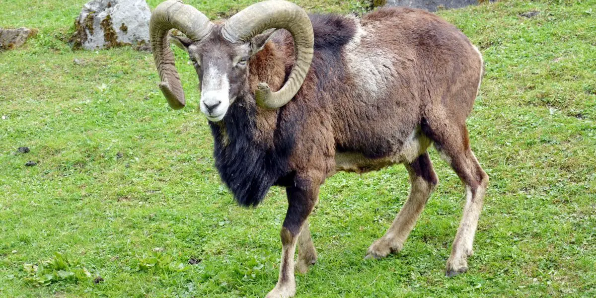 Free Daily Capricorn Love Horoscope for Today Free Daily Capricorn Love Horoscope for Today