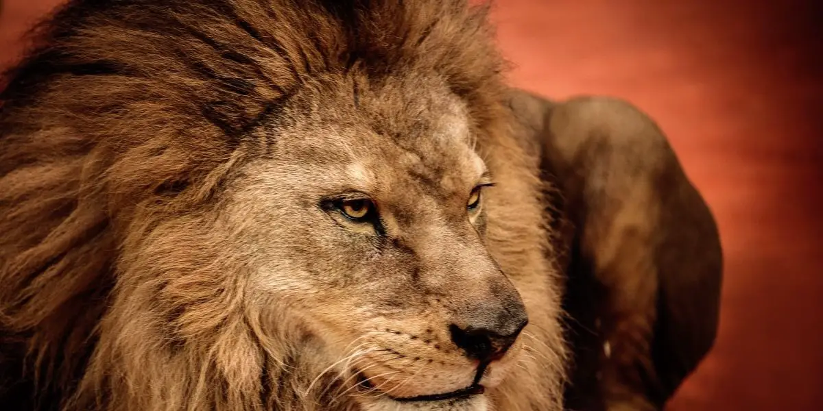 Free Daily Leo Love Horoscope For Today