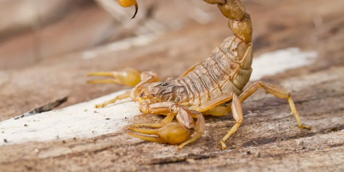 Free Daily Scorpio Love Horoscope for Today Free Daily Scorpio Love Horoscope for Today