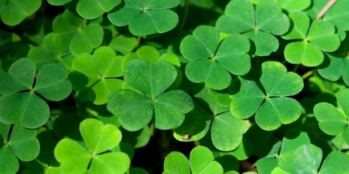 sagittarius lucky lotto numbers 2019