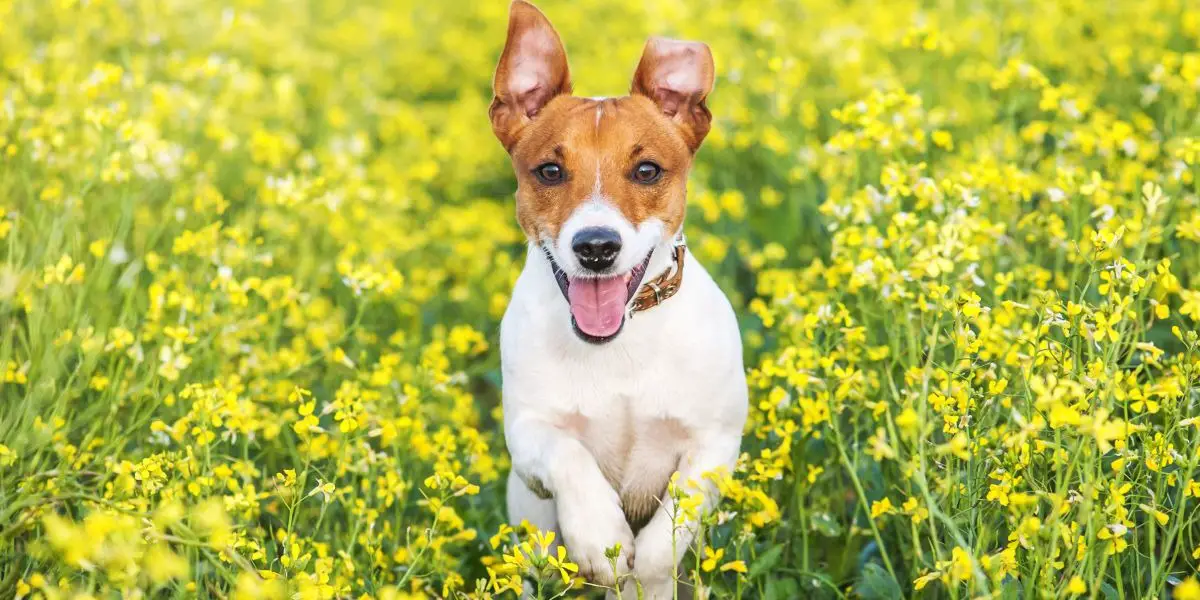 Dog: Characteristics of the Chinese Zodiac Sign in Astrology Dog: Characteristics of the Chinese Zodiac Sign in Astrology