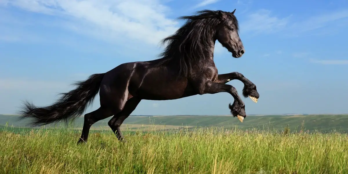 Horse: Characteristics of the Chinese Zodiac Sign in Astrology