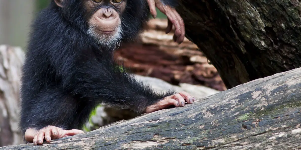 Monkey: Characteristics of the Chinese Zodiac Sign in Astrology Monkey: Characteristics of the Chinese Zodiac Sign in Astrology