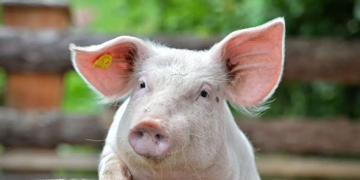 Pig: Characteristics of the Chinese Zodiac Sign in Astrology Pig: Characteristics of the Chinese Zodiac Sign in Astrology
