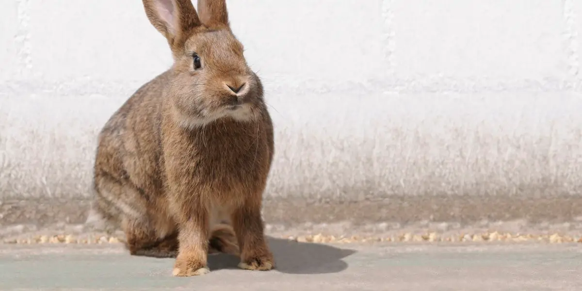 Rabbit: Characteristics of the Chinese Zodiac Sign in Astrology Rabbit: Characteristics of the Chinese Zodiac Sign in Astrology