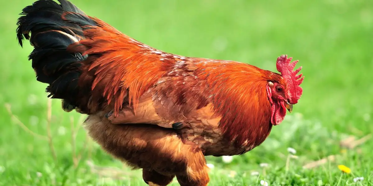 Rooster: Characteristics of the Chinese Zodiac Sign in Astrology
